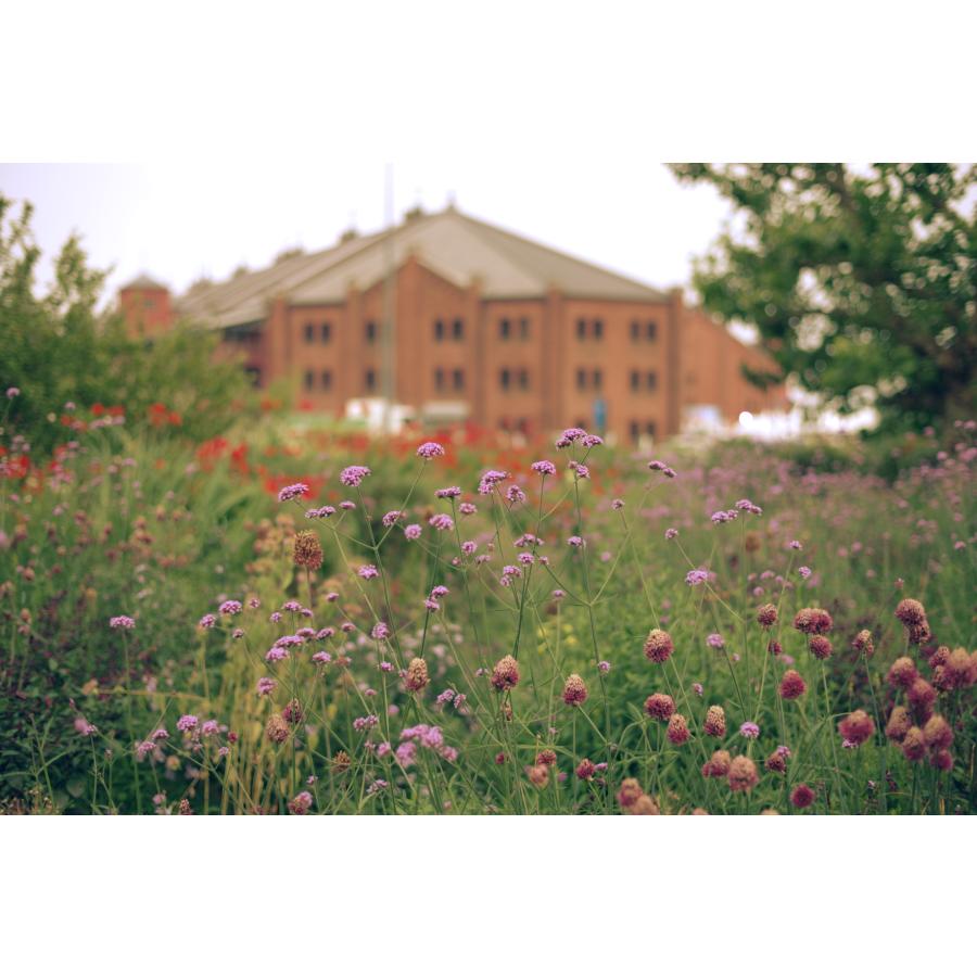 ペンタックス smc PENTAX-FA 50mmF1.4 Classic + SHOTEN PK-SE(虹色