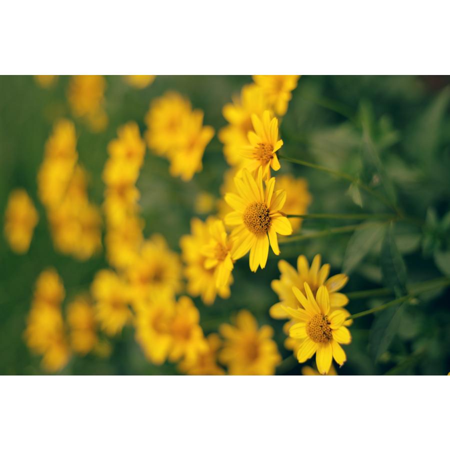 ペンタックス smc PENTAX-FA 50mmF1.4 Classic + SHOTEN PK-SE(虹色