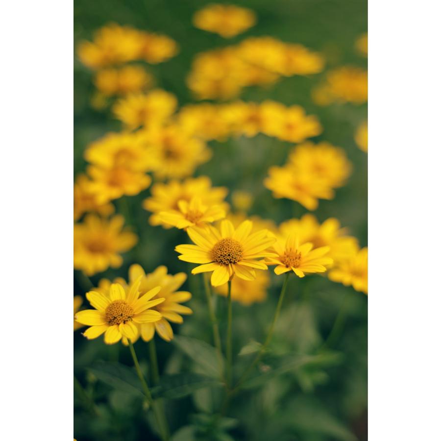 ペンタックス smc PENTAX-FA 50mmF1.4 Classic（オールドレンズ風 虹色