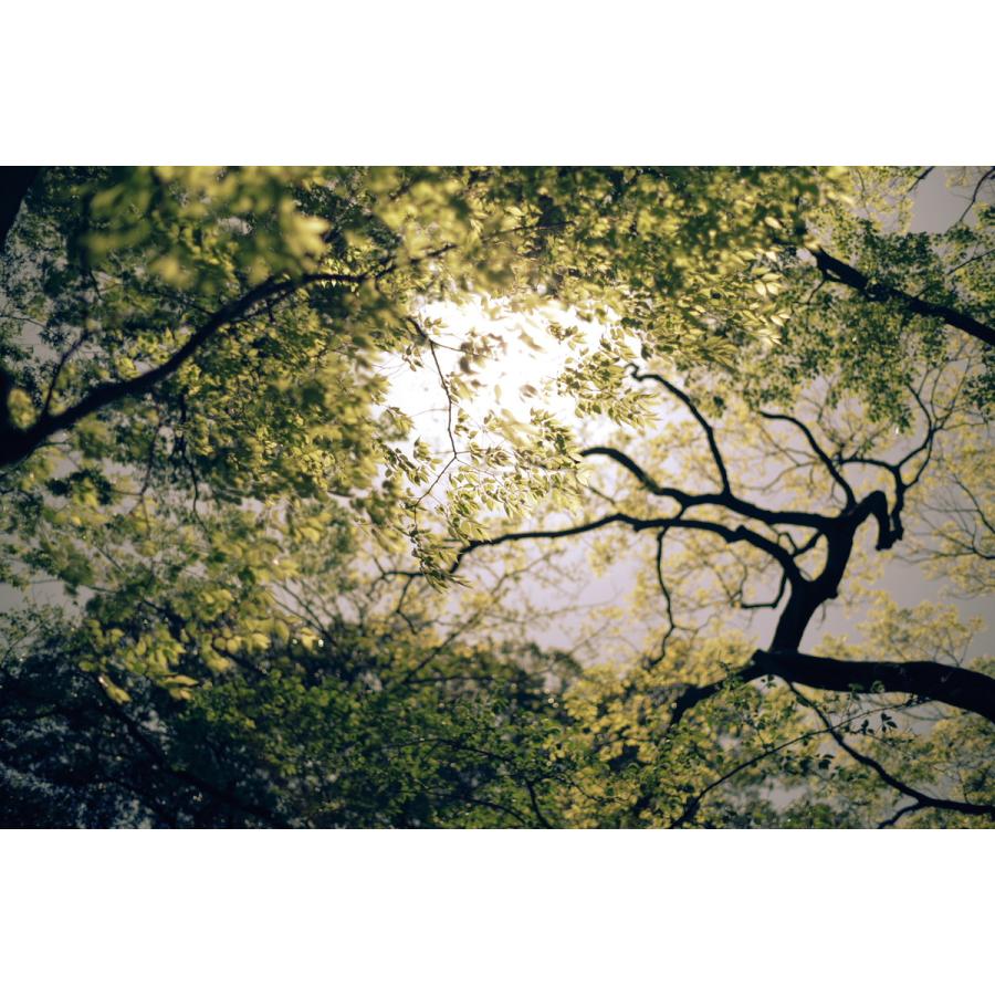 ペンタックス smc PENTAX-FA 50mmF1.4 Classic（オールドレンズ風 虹色