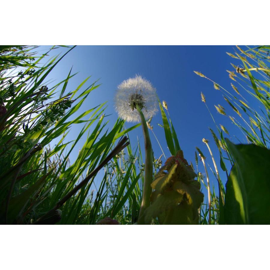 HD PENTAX-DA FISH-EYE10-17mmF3.5-4.5ED（ペンタックス APS-C Kマウント） 安心のメーカー直販 | ペンタックス | 15