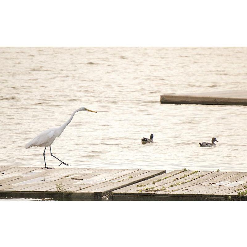 SONY E 55-210mm F4.5-6.3 OSS SEL55210 210mm F4 OSS SEL55210 商品名 　SONY 商品説明 　 サイズ 　高さ cm　横幅 cm　奥行 cm　重量 g　 梱包時のサイズとなります 商品自体のサイズではございませんのでご注意ください