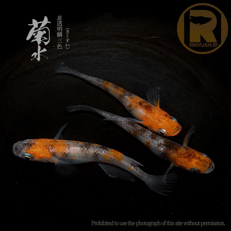 三色 雲州系 メダカ/菊水〈2ペア〉/めだか処 利久庵/生体 成魚 三色 雲州系 メダカ/菊水〈2ペア〉/めだか処 利久庵/生体 成魚