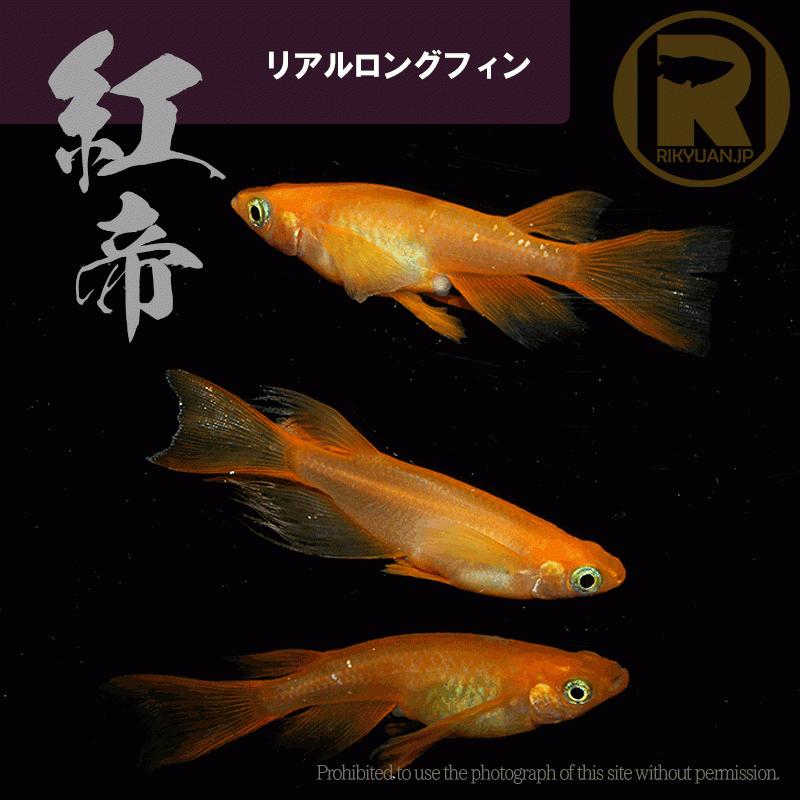 紅帝リアルロングフィン〈２ペア〉/めだか処 利久庵/生体 成魚｜rikyuan｜03