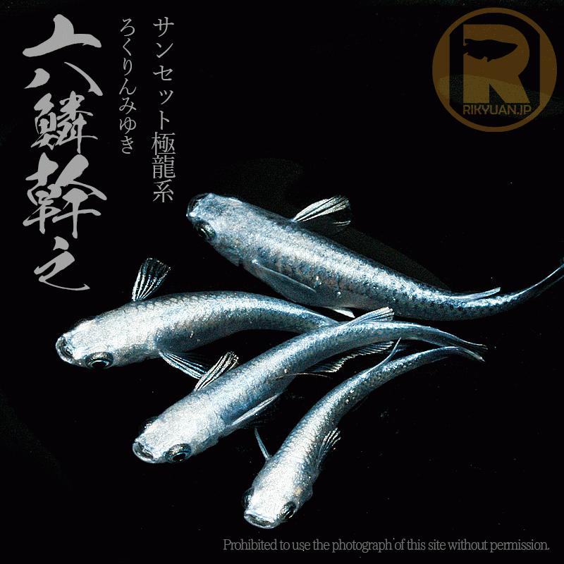 みゆき メダカ 六鱗幹之 G2 2ペア めだか処 利久庵 生体 成魚のメダカ Rokurin G2 めだか処 利久庵 通販 Yahoo ショッピング