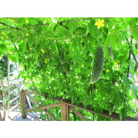 園芸ネット 緑のカーテン 朝顔 へちま ゴーヤ ツル性植物 緑のネット 網 送料無料 K 0185 雑貨のお店 りんどう館 通販 Yahoo ショッピング