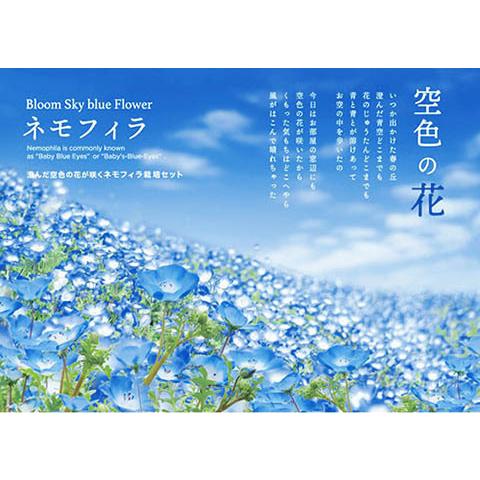 栽培セット ネモフィラ 青い花 花の種 室内 ハートポット付き 栽培キット 癒し K 0638 雑貨のお店 りんどう館 通販 Yahoo ショッピング