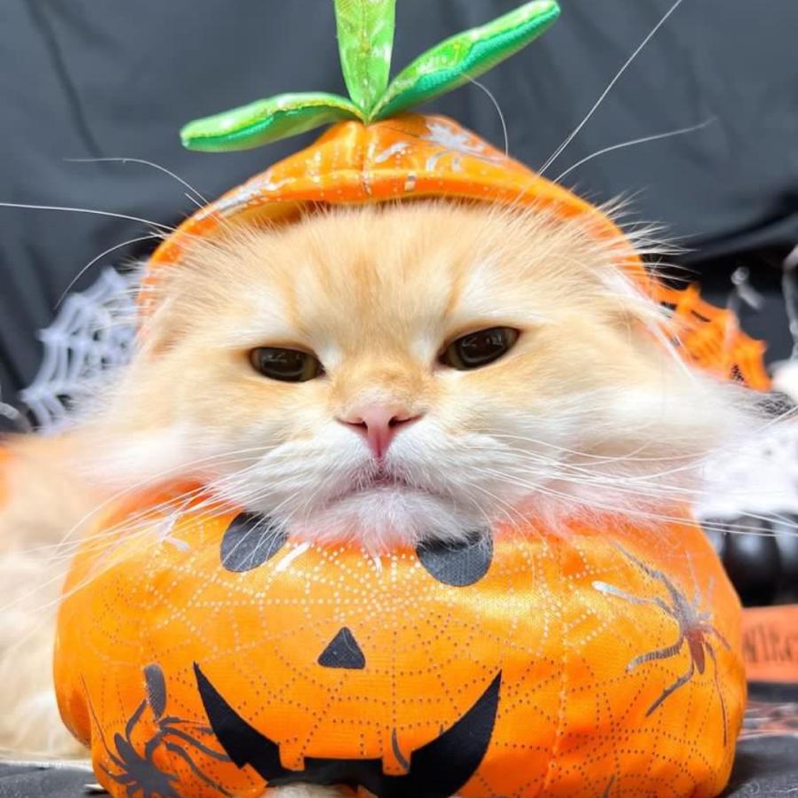 猫服 犬服 ハロウィン 猫 犬用 猫用 コスプレ 変装 かぼちゃ
