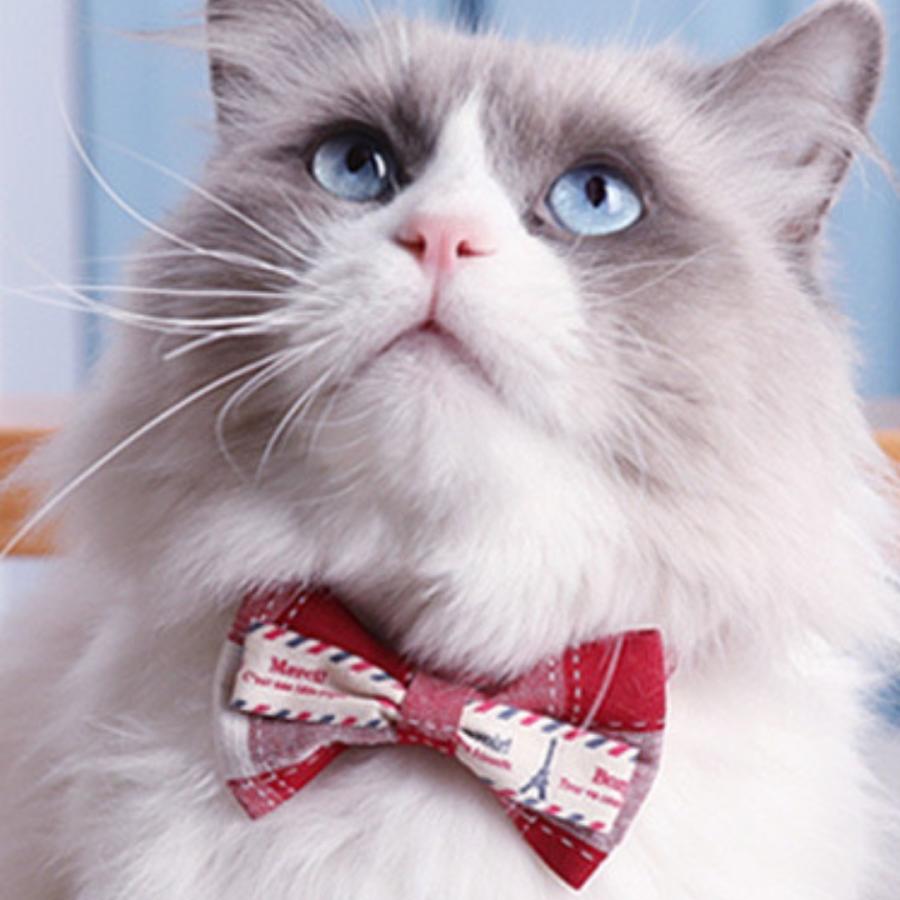 猫 犬 子犬 首輪 チェック柄  かわいい 鈴 猫の首輪 シンプル かわいい 猫用 子猫 鈴付き ネコ ねこ 軽い ペットグッズ専門店 りんごのほっぺ　 |  | 01