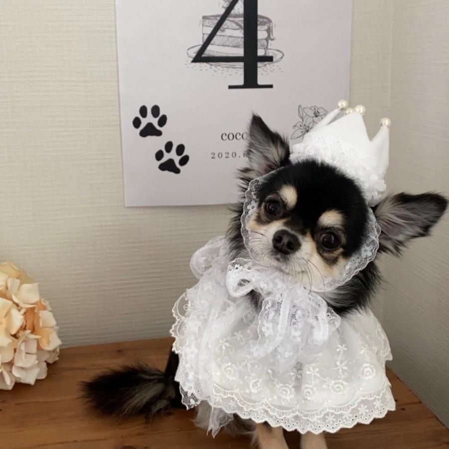 犬 猫 子供 誕生日 ペット レーススタイ バースデー 犬の パーティー