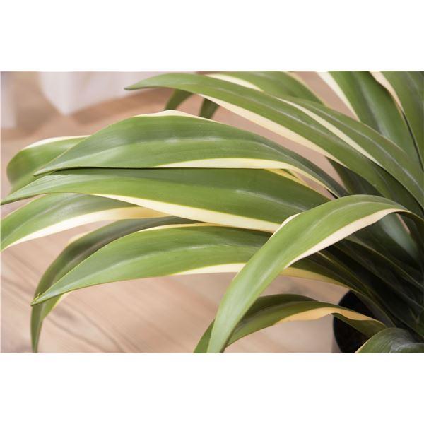 フェイクグリーン 観葉植物 アガベ 約幅63×奥行63×高さ50cm リビング 店舗 ショップ インテリア雑貨の画像