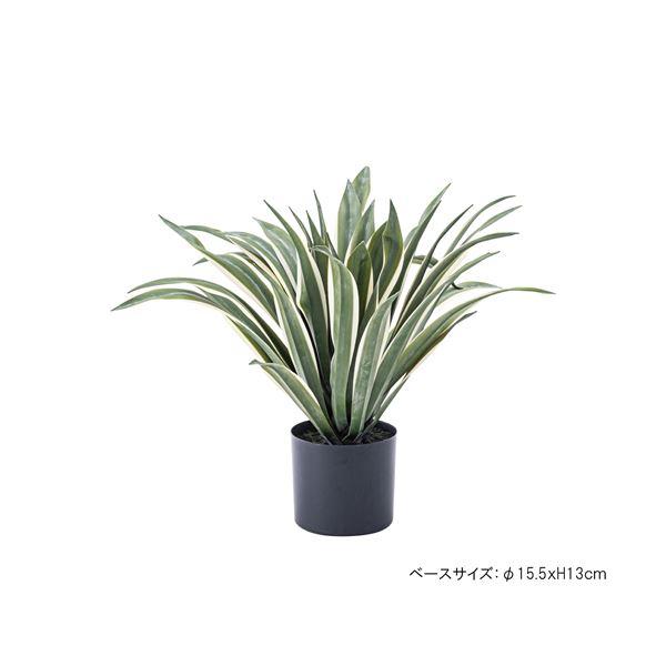 フェイクグリーン 観葉植物 アガベ 約幅63×奥行63×高さ50cm リビング 店舗 ショップ インテリア雑貨の画像