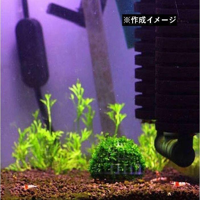 モスボール 水草 コケ DIY 熱帯魚 エビ シュリンプ メダカ 金魚 水槽レイアウト アクアリウムグッズ 水槽用品 レイアウト用品 装飾 ペット用品｜rinrin37｜05