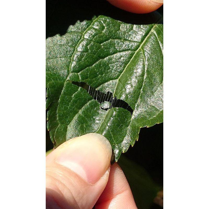 本日価格！！ マリッカアポセカリー 杜仲の青汁 完全国産 無添加 無農薬 Tochu Green ボトルタイプ 340ml 24本入(1箱) 【1789537094】(10527円)