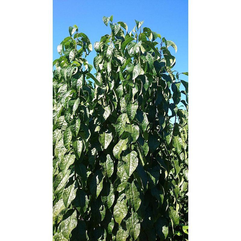 本日価格！！ マリッカアポセカリー 杜仲の青汁 完全国産 無添加 無農薬 Tochu Green ボトルタイプ 340ml 24本入(1箱) 【1789537094】(10527円)