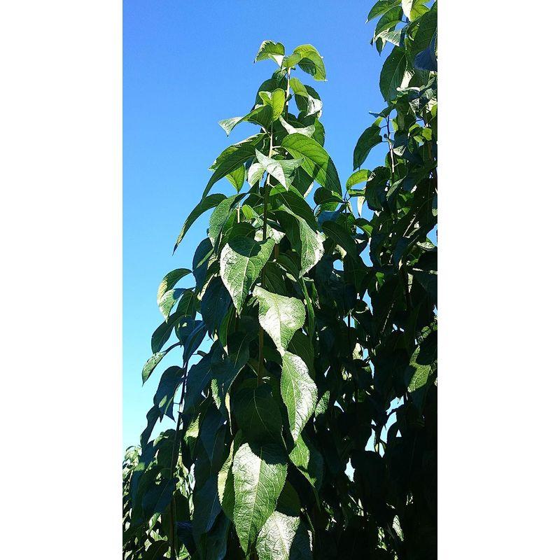 本日価格！！ マリッカアポセカリー 杜仲の青汁 完全国産 無添加 無農薬 Tochu Green ボトルタイプ 340ml 24本入(1箱) 【1789537094】(10527円)