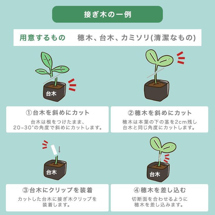幼苗接ぎ木 – 柿 接ぎ木 台木 種類 – UNII
