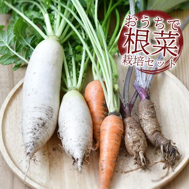 栽培セット 栽培キット 聖新陶芸 おうちで根菜栽培セット 家庭菜園