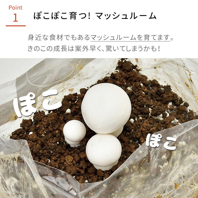 栽培セット 栽培キット 聖新陶芸 kuマッシュルーム栽培セット 栽培セット 栽培キット 聖新陶芸 kuマッシュルーム栽培セット