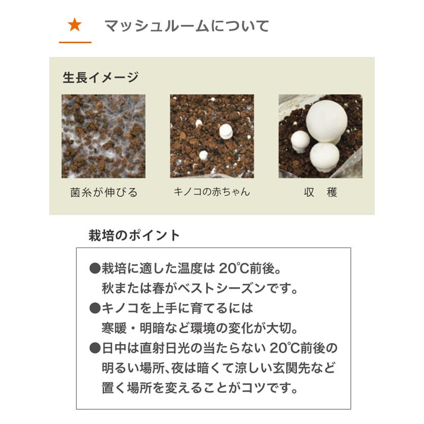 栽培セット 栽培キット 聖新陶芸 kuマッシュルーム栽培セット 栽培セット 栽培キット 聖新陶芸 kuマッシュルーム栽培セット