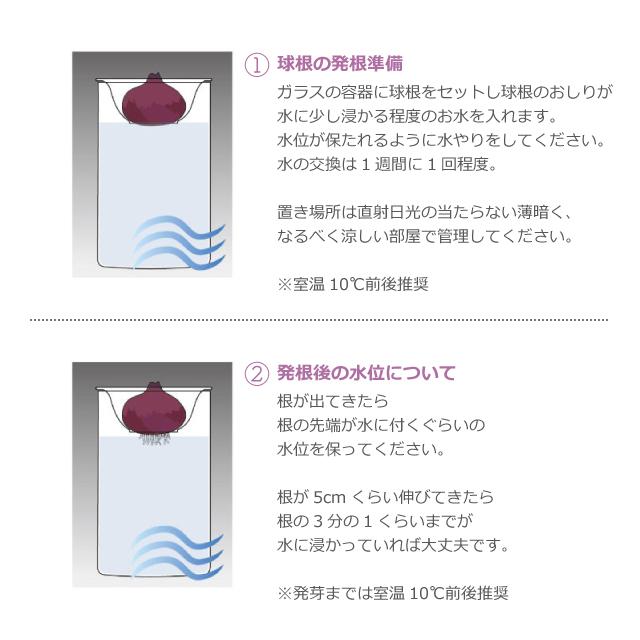 栽培セット 栽培キット 聖新陶芸 ヒヤシンス 水耕栽培キット GD-1024