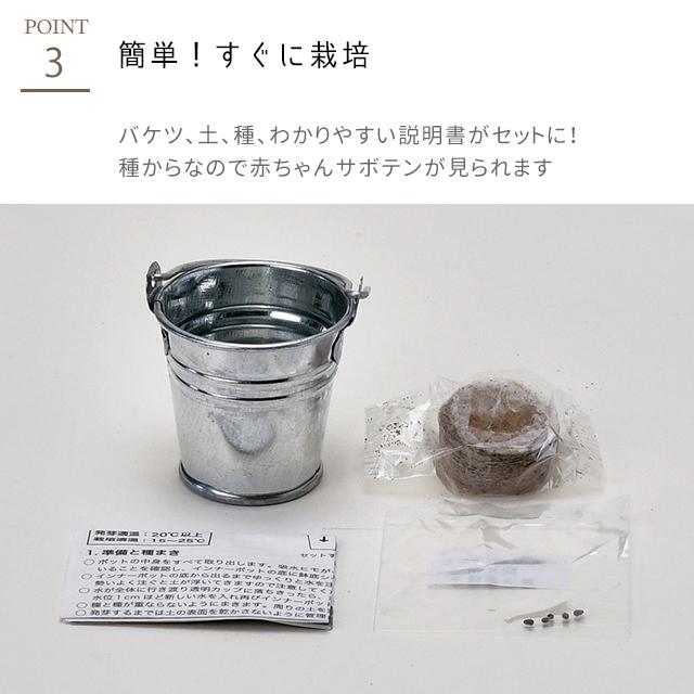 シンポ　セラミック8セット　一セットおまけ付 栽培セット 栽培キット 聖新陶芸 サボバケツ サボテン 初心者 簡単 種