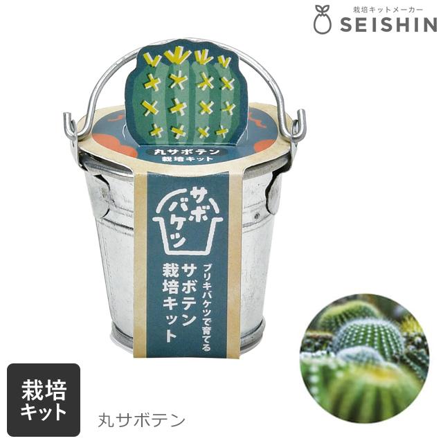 栽培セット 栽培キット 聖新陶芸 サボバケツ サボテン 初心者 簡単 種