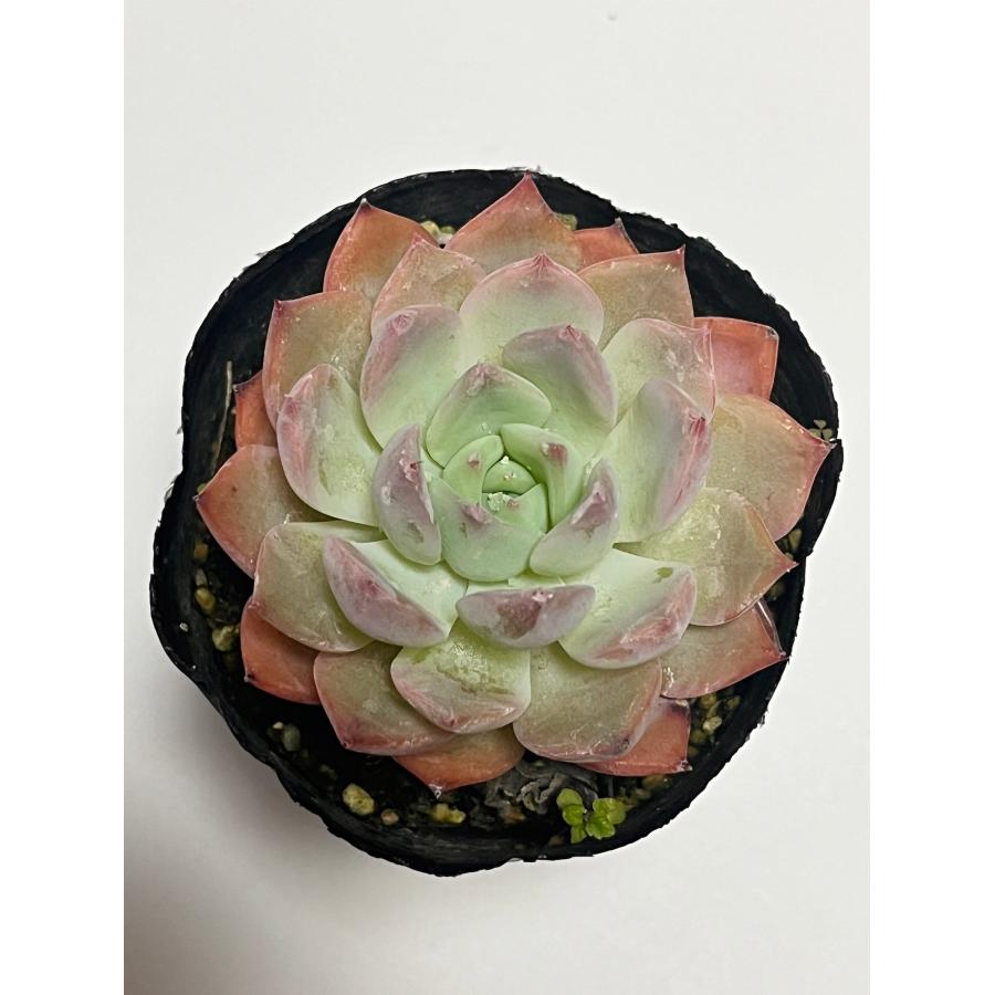 ☆2000円以上送料無料☆キャラリオン キャラリアン 多肉植物 韓国苗