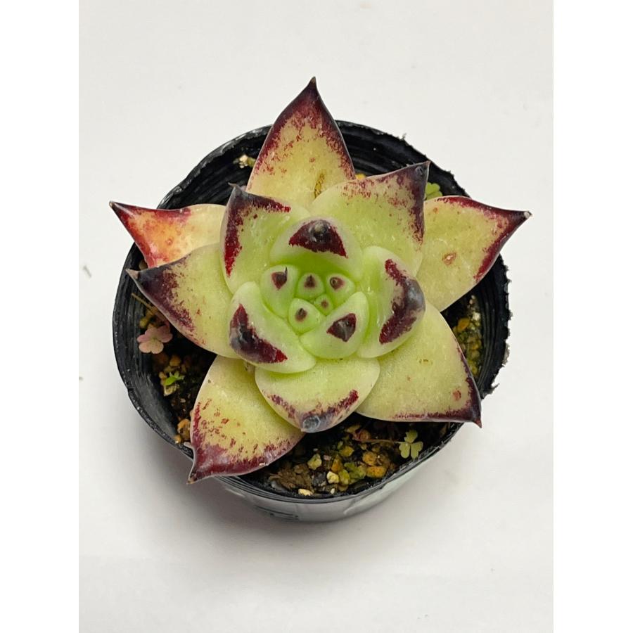 多肉植物　エボニー　韓国苗 ホワイトエボニー エケベリア カット苗 | 多肉植物カット苗の通販