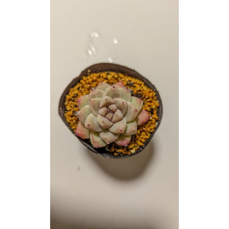00円以上送料無料 韓国苗 イラスト 多肉植物 ライズサキュレント 3 4 Prod 韓国苗ライズサキュレントyahoo 店 通販 Yahoo ショッピング