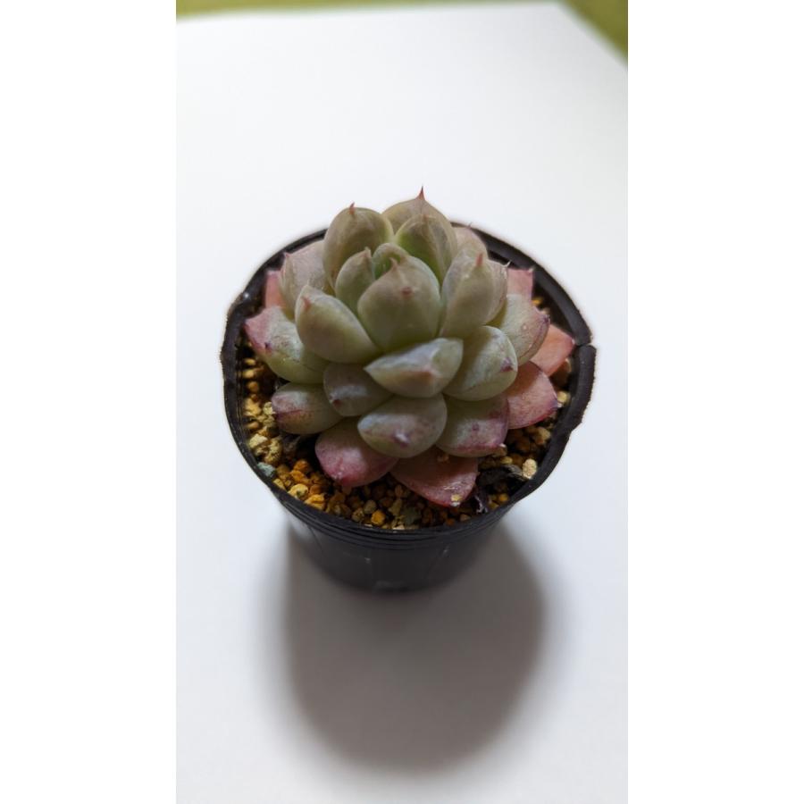 00円以上送料無料 多肉植物 イラスト ライズサキュレント 4 14 Prod 韓国苗ライズサキュレントyahoo 店 通販 Yahoo ショッピング