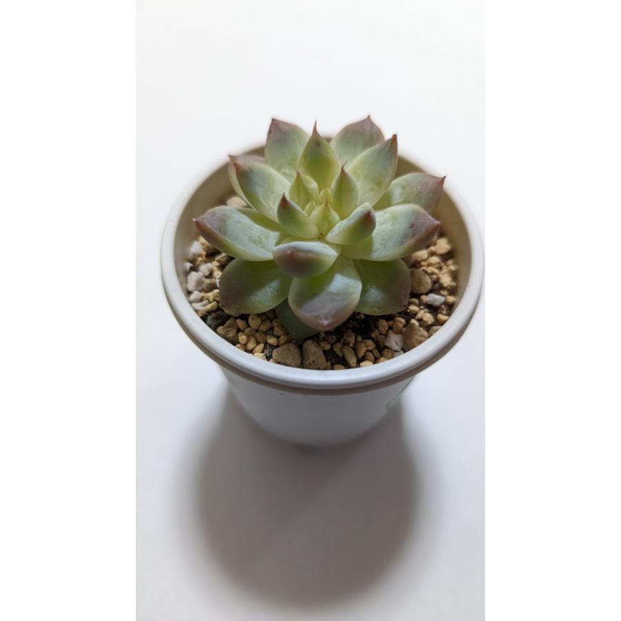 00円以上送料無料 イラスト 多肉植物 韓国苗 ライズサキュレント 7 1 Prod 韓国苗ライズサキュレントyahoo 店 通販 Yahoo ショッピング