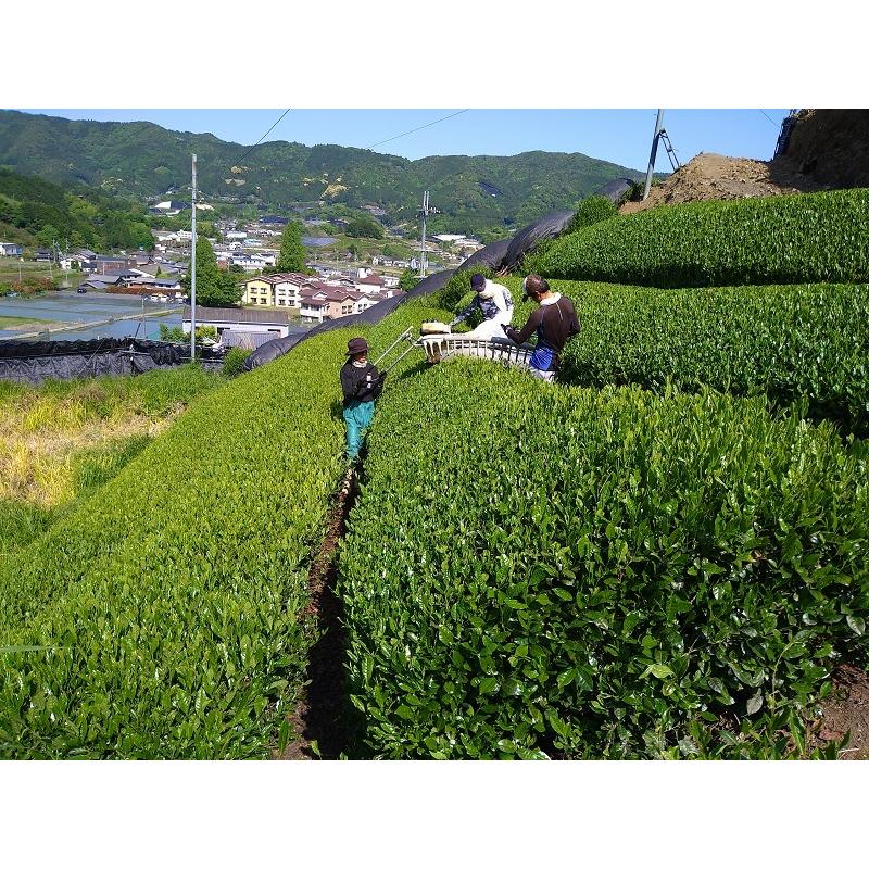 萎凋煎茶　和束町田中てんみょう50g |  | 02