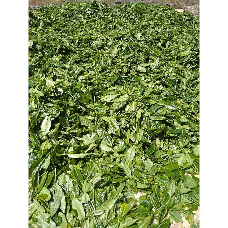 萎凋煎茶　和束町田中てんみょう50g |  | 03