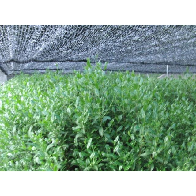 抹茶 梢葉 30g袋入り　お一人3本迄 |  | 01