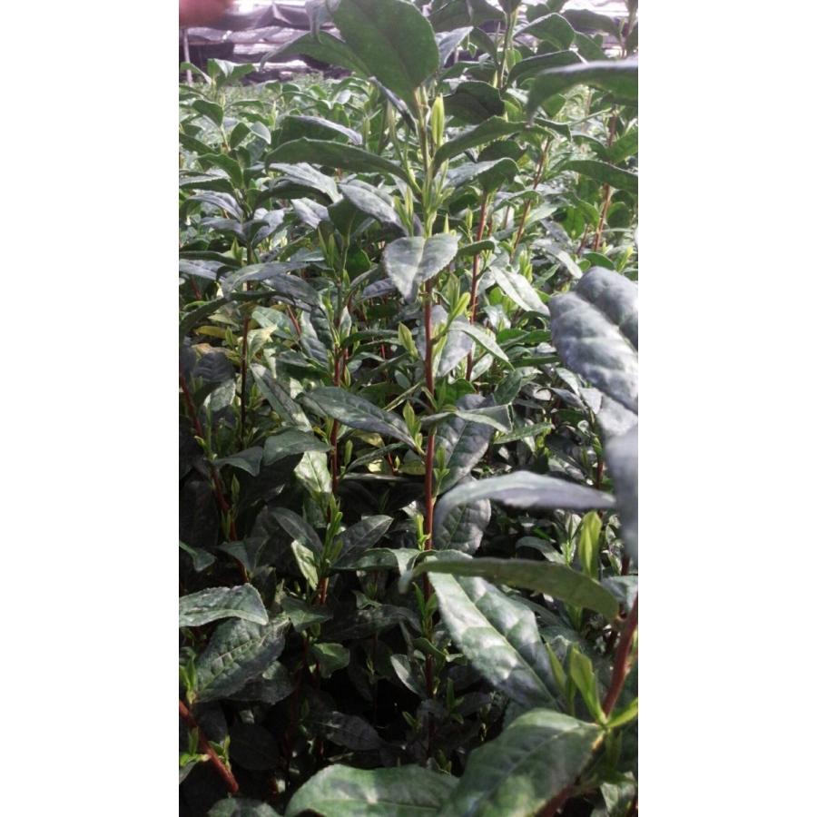 JAS有機抹茶 聖安 20g 袋入り　最高級オーガニック抹茶　京都府産手摘み原料100％ |  | 02