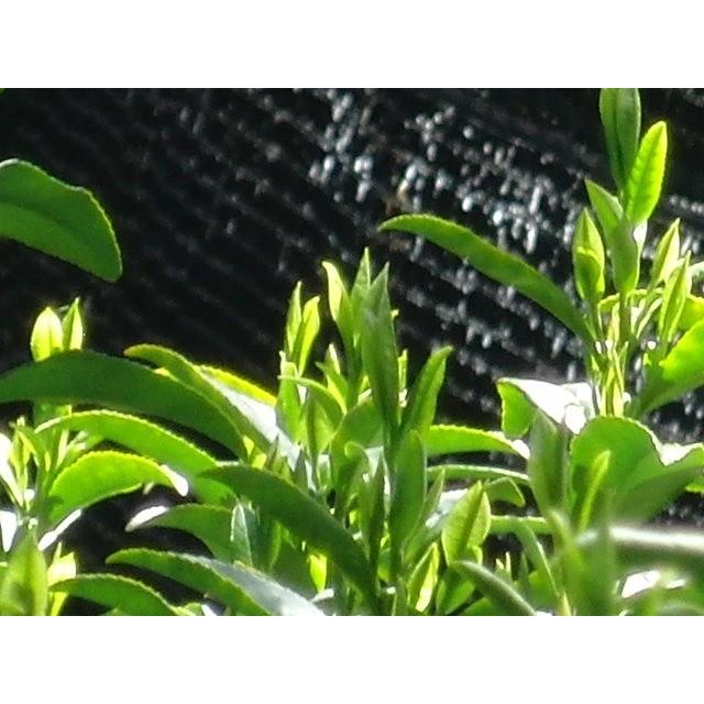 抹茶 伴白の昔30g袋入り　お一人3本迄 |  | 02