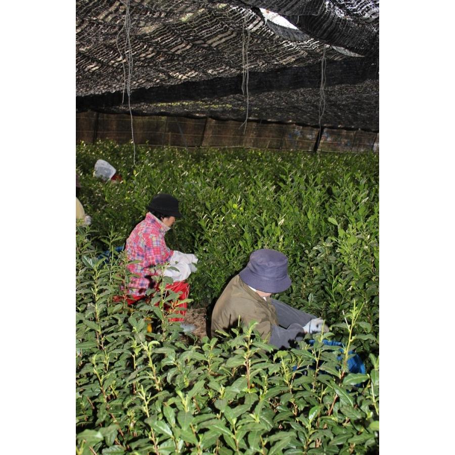 抹茶 詩の杜 30g缶入り 京都府産手摘み原料100％宇治抹茶 軽やかで