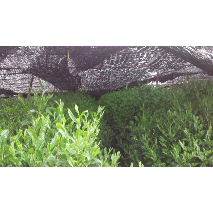 極上玉露　100g　京都府産宇治茶100％　メール便対応可　利招園茶舗が原料を厳選して買い付けています |  | 01