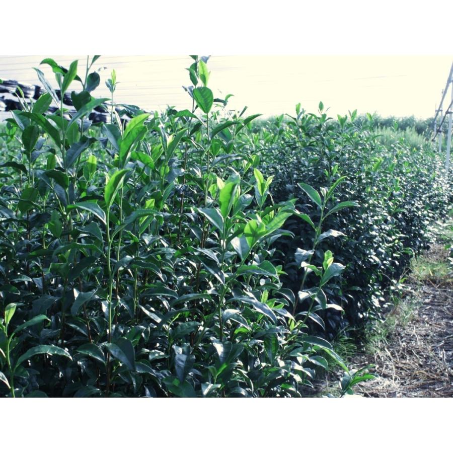 宇治抹茶四天王 永 20g缶入 【2016年日本茶アワード抹茶部門1位】【利