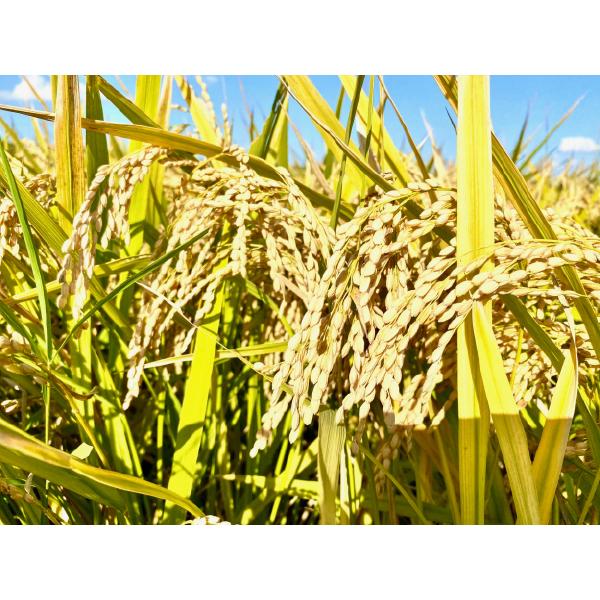 まっちー⭐︎様✨専用令和5年兵庫県産ヒノヒカリ20kg送料•精米無料•時間指定 ヒノヒカリ 米 5kg 新米 令和5年 兵庫県産 ひのひかり 産地直送