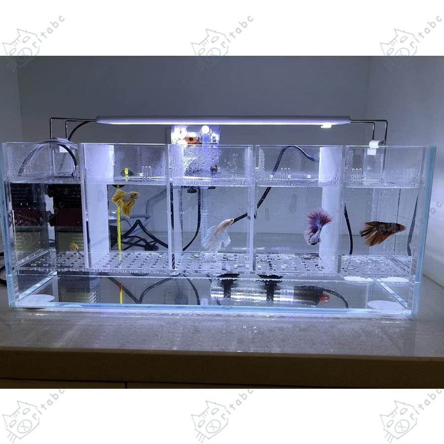 ベタ 水槽 ベタ飼育箱 プロの水槽 熱帯魚観賞魚 水族館 水槽を
