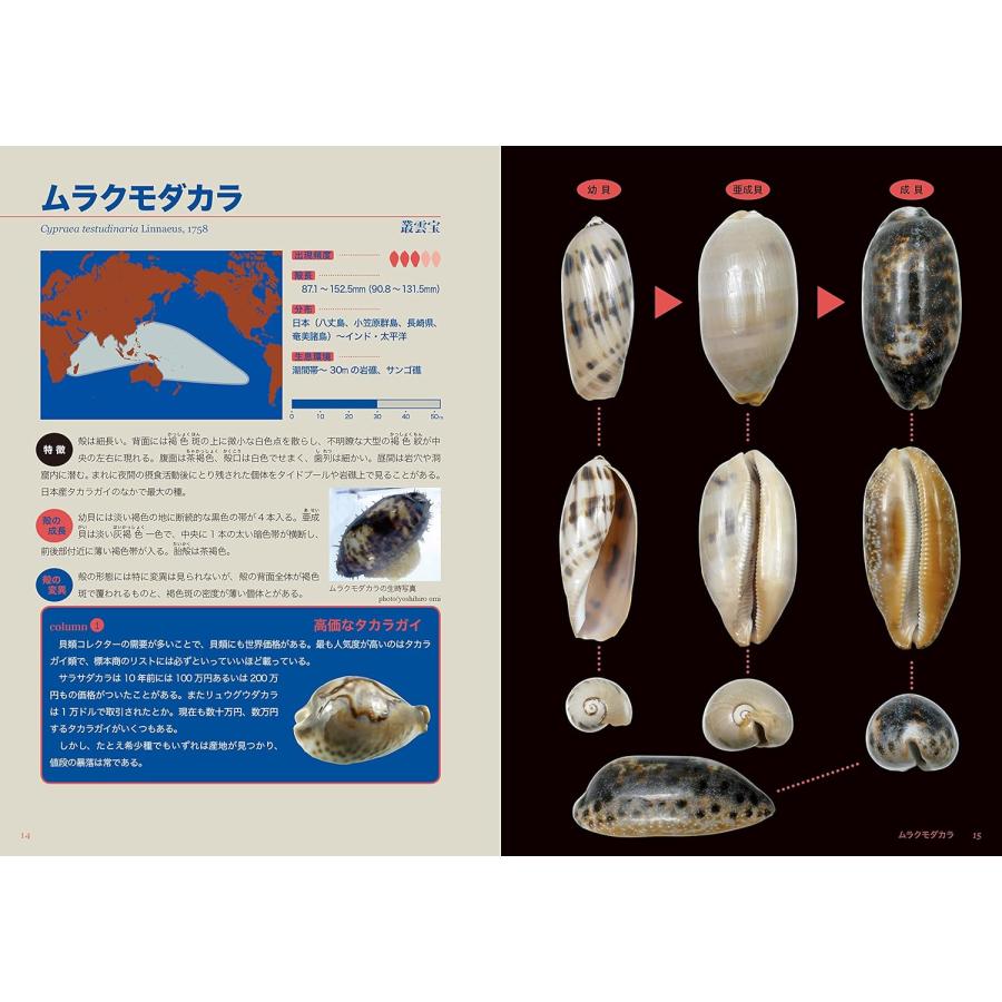 ☆在庫あり☆ タカラガイ・ブック(改訂版)ー日本のタカラガイ図鑑ー