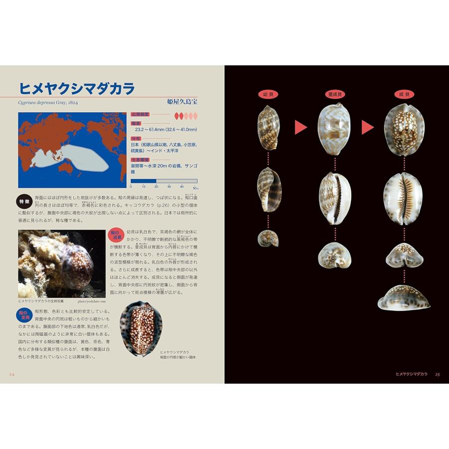 ☆在庫あり☆ タカラガイ・ブック(改訂版)ー日本のタカラガイ図鑑ー