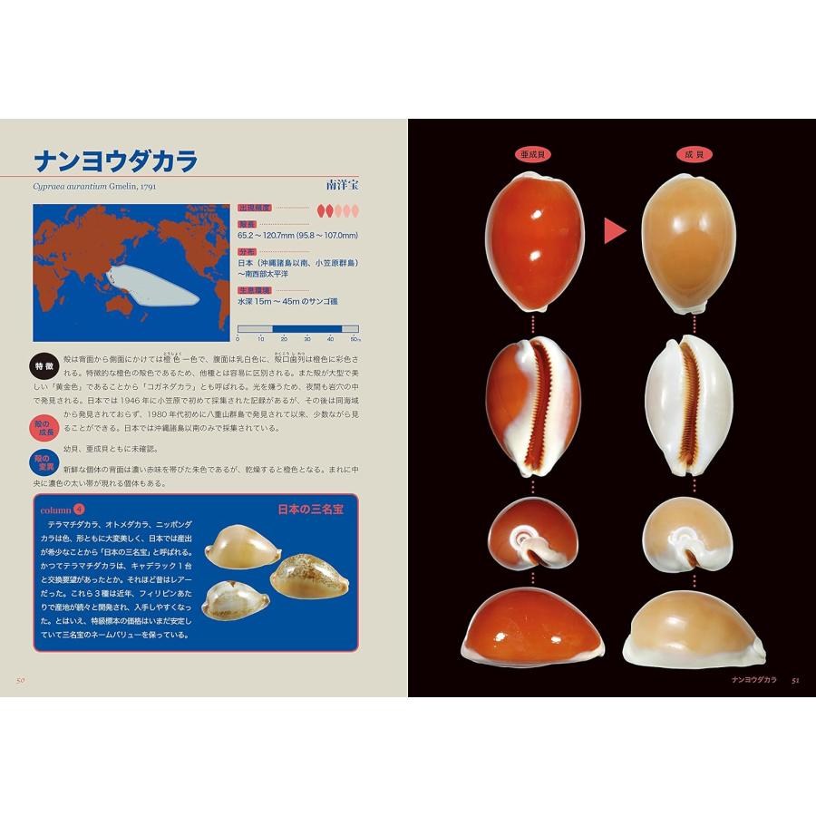 ☆在庫あり☆ タカラガイ・ブック(改訂版)ー日本のタカラガイ図鑑ー