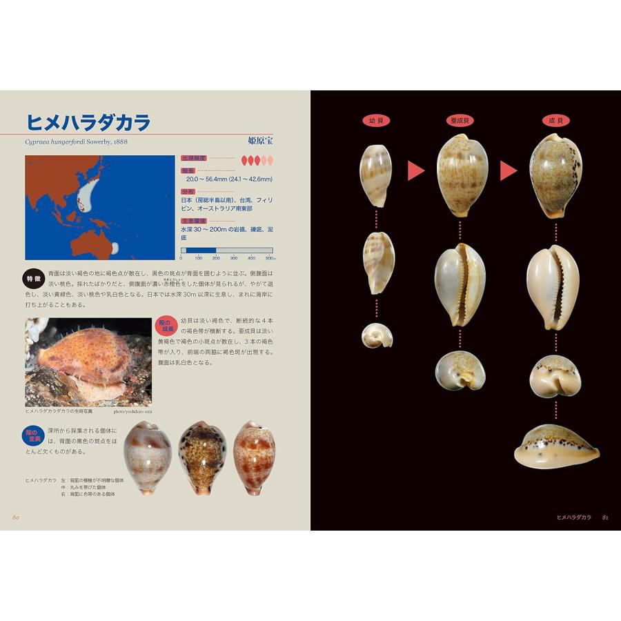 ☆在庫あり☆ タカラガイ・ブック(改訂版)ー日本のタカラガイ図鑑ー