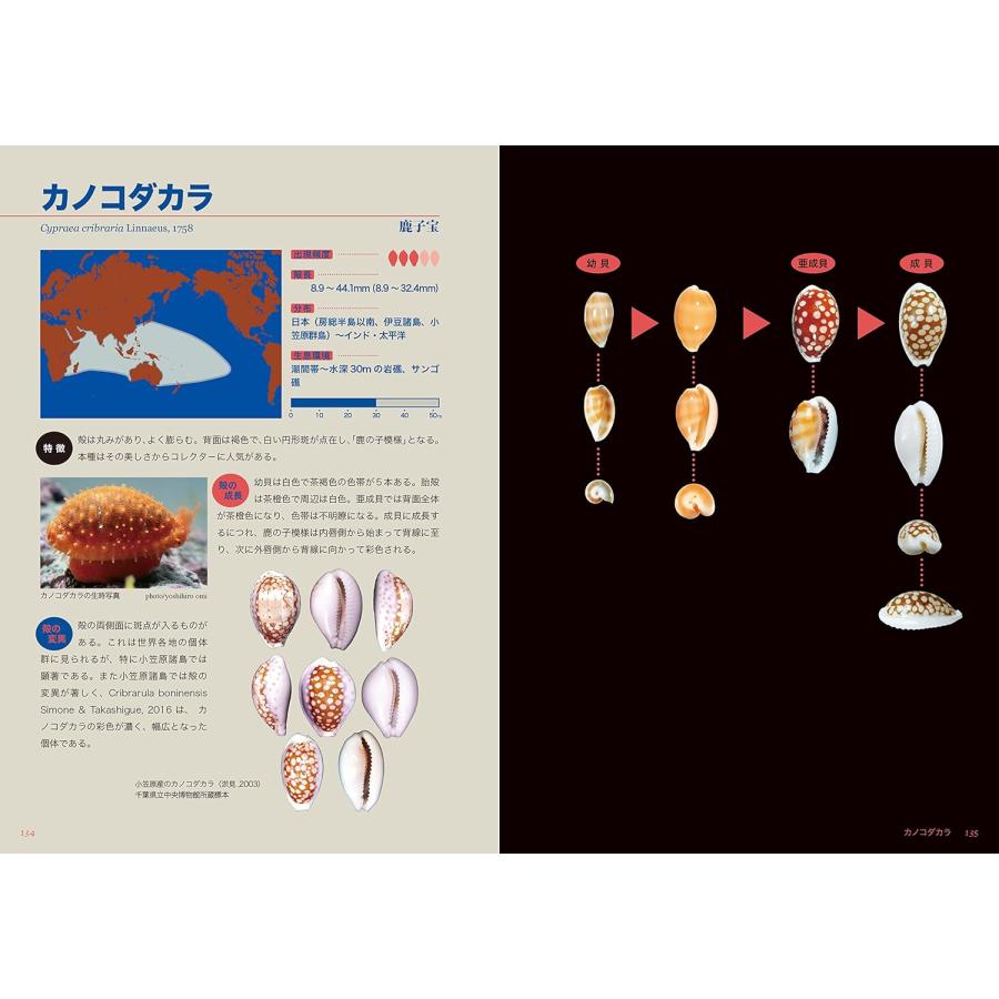 ☆在庫あり☆ タカラガイ・ブック(改訂版)ー日本のタカラガイ図鑑ー
