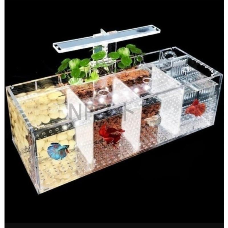 水槽 ペット ベタ 魚飼育用 アクリル 分離 小さい 4部屋 Bhinternalmedicine Com