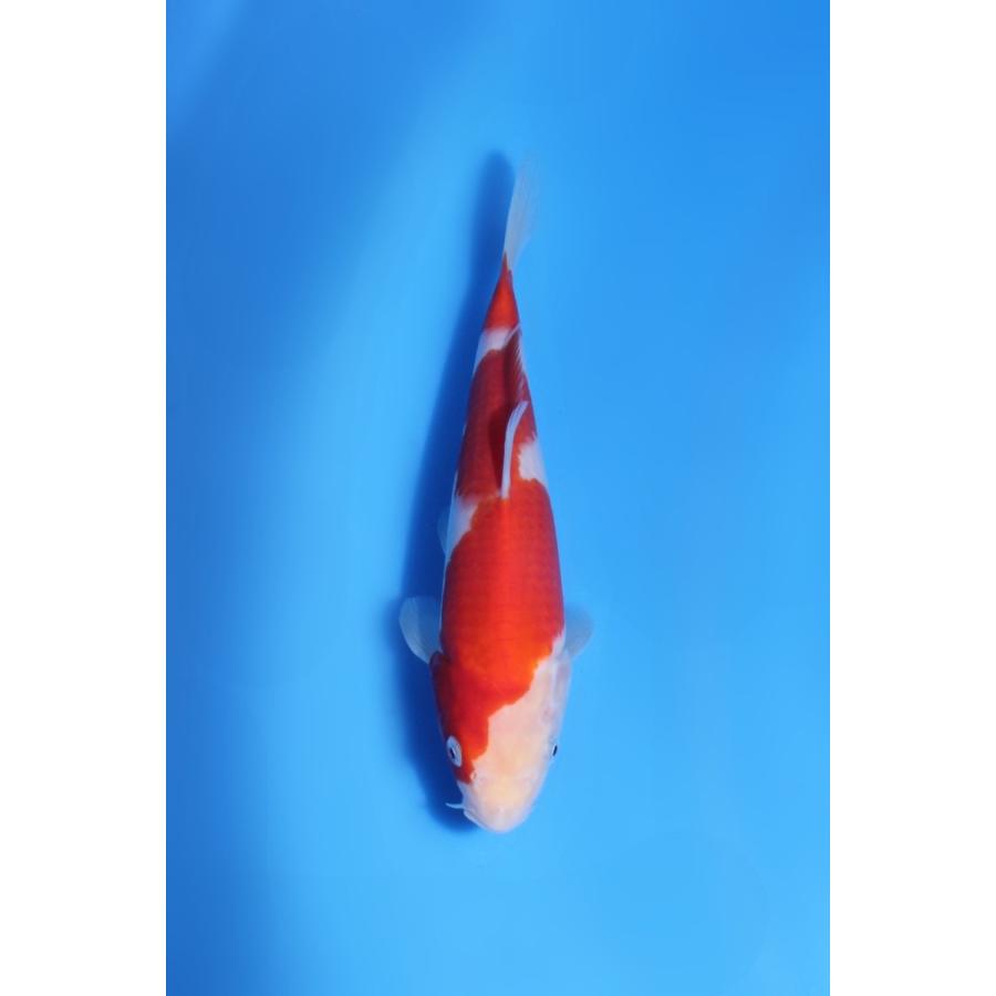 Rk Koi 紅白 当歳 不明 22cm前後 No R0527 01 Www Iainlangsa Ac Id