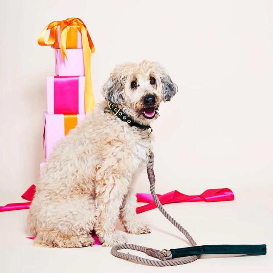 FOUND MY ANIMAL】Cat & Dog Collar（首輪）/ 全7色 アメリカ直輸入